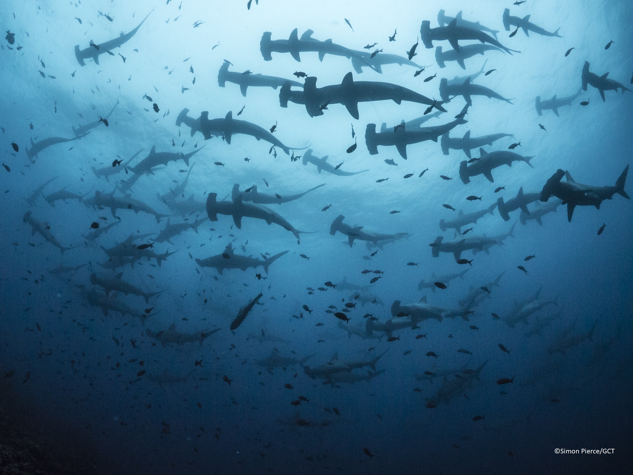A group of scalloped-hammerhead swimming in the ocean,