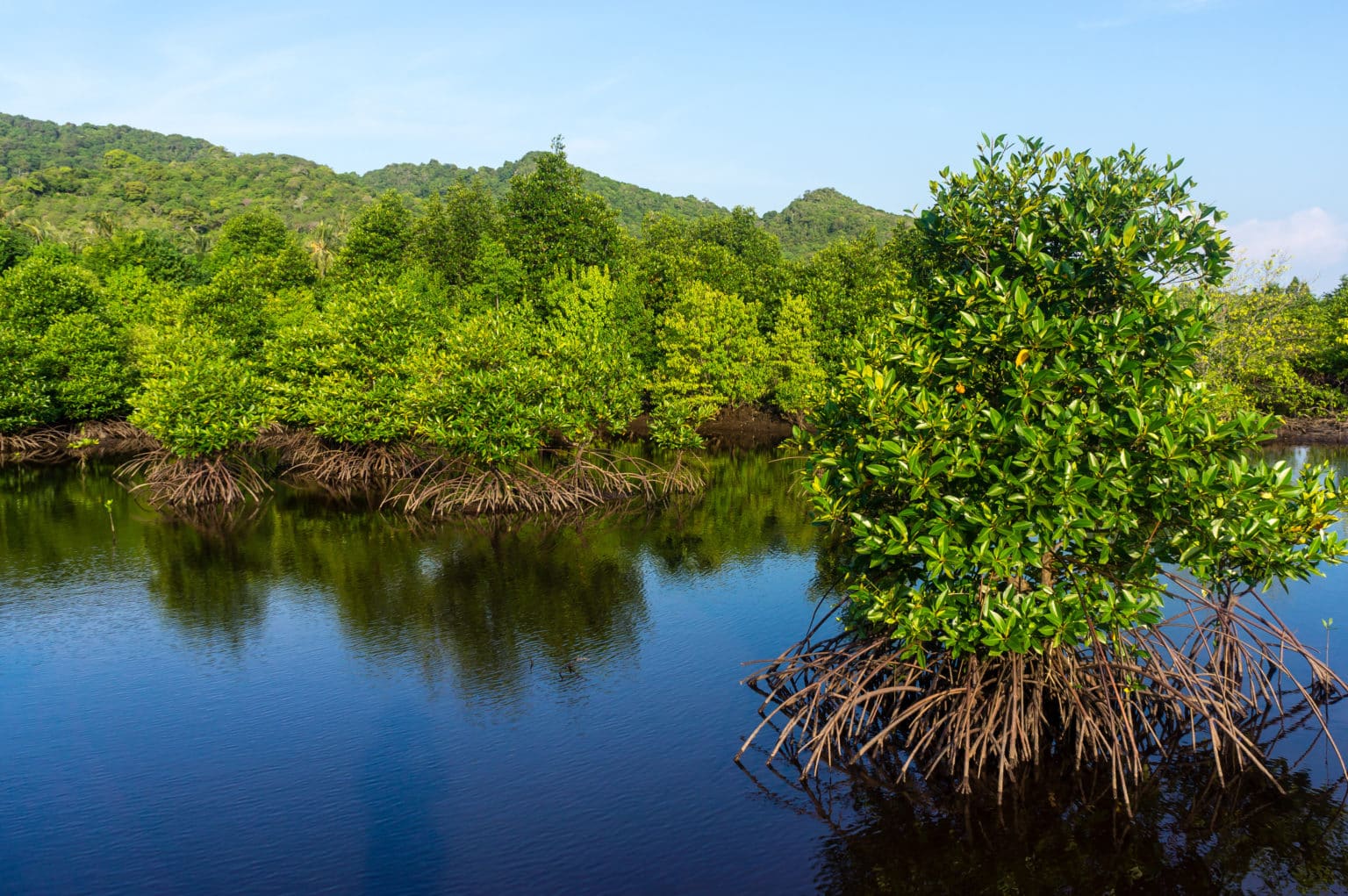 Mangrove Action Project Photography Contest - Conservation Optimism