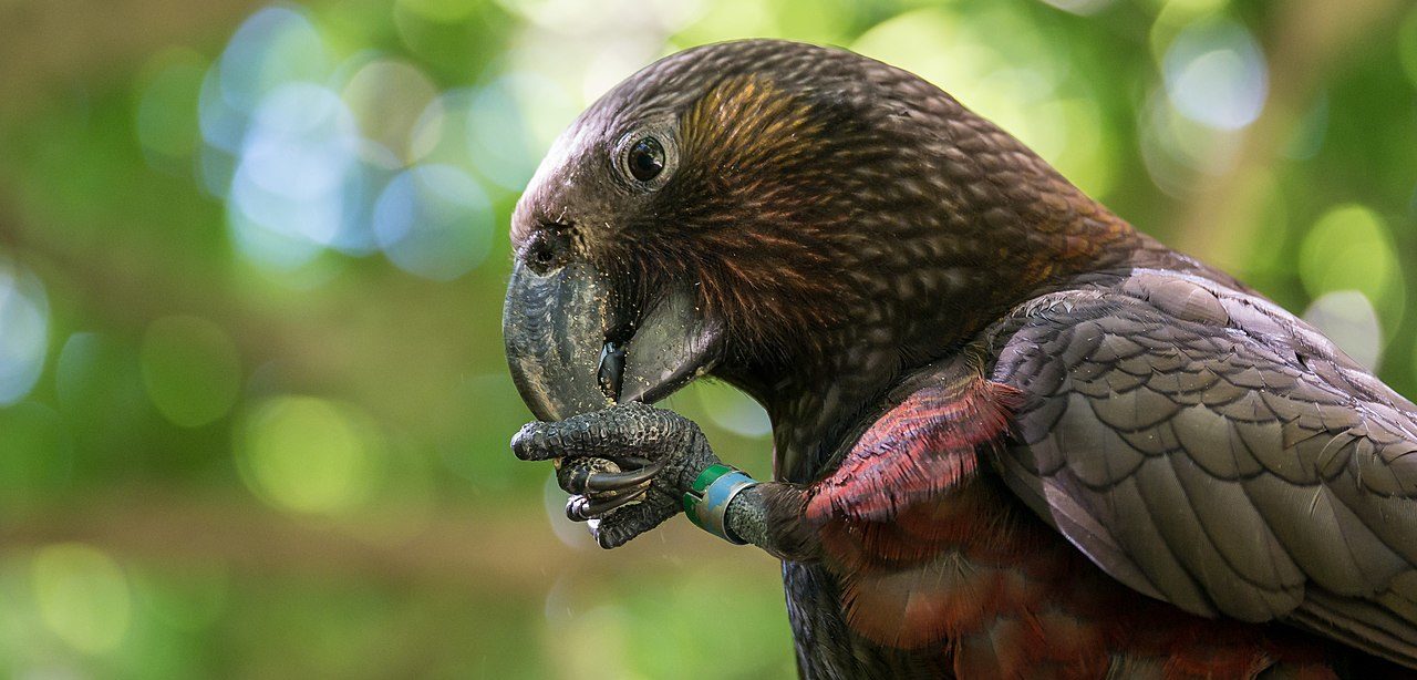 Adult_male_kākā_parrot_eating_a_food_pellet Credit Judi Lapsley Miller_Wikipedia Commons