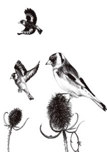 Hand-drawn illustration of Goldfinches by Alicia