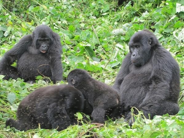 A group of mountain gorillas in South-Western Uganda