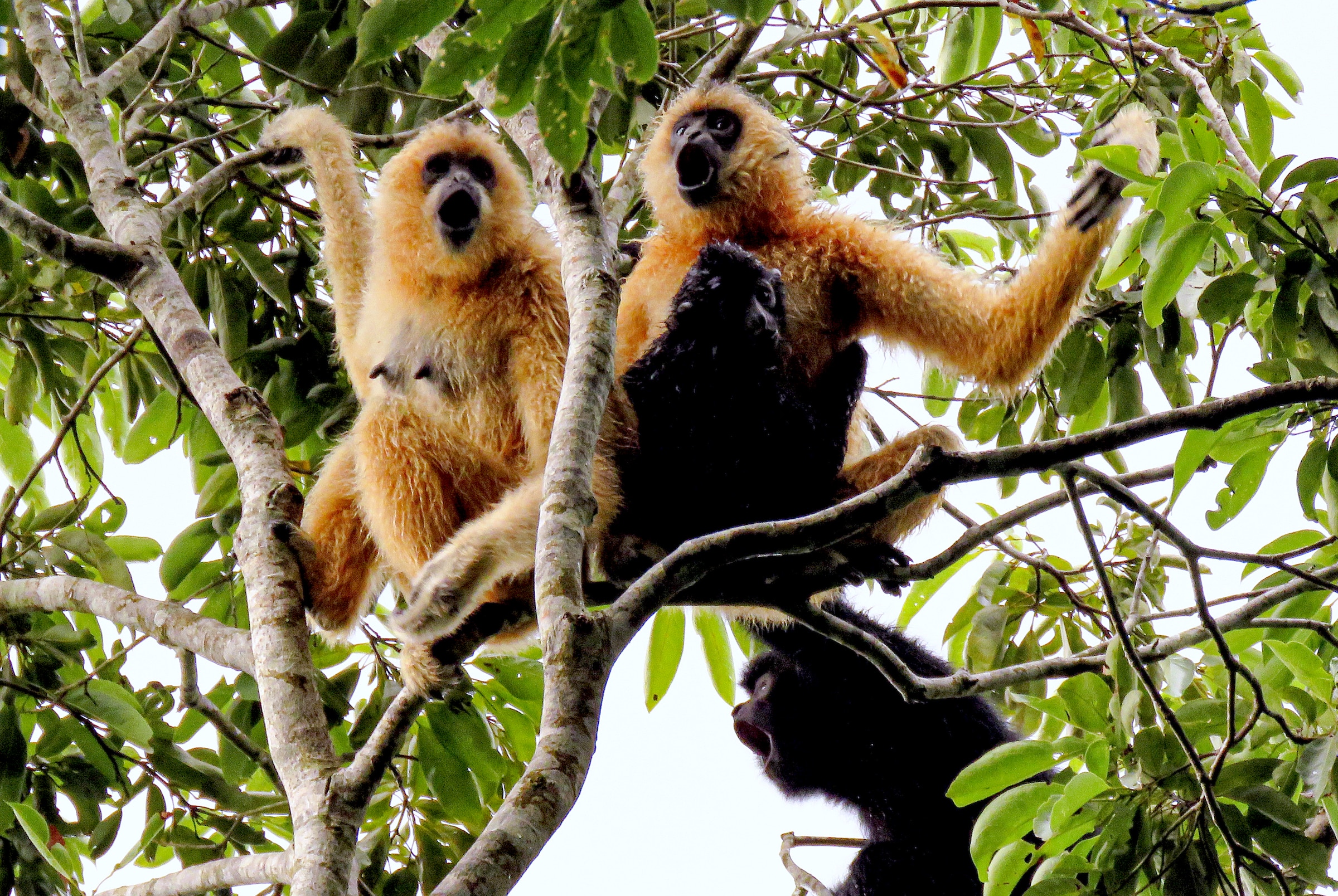A family of gibbons sitting in the forest canopy
