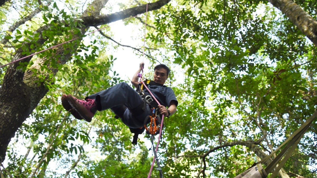 A tree climber comes down from the forest canopy after inspecting it 