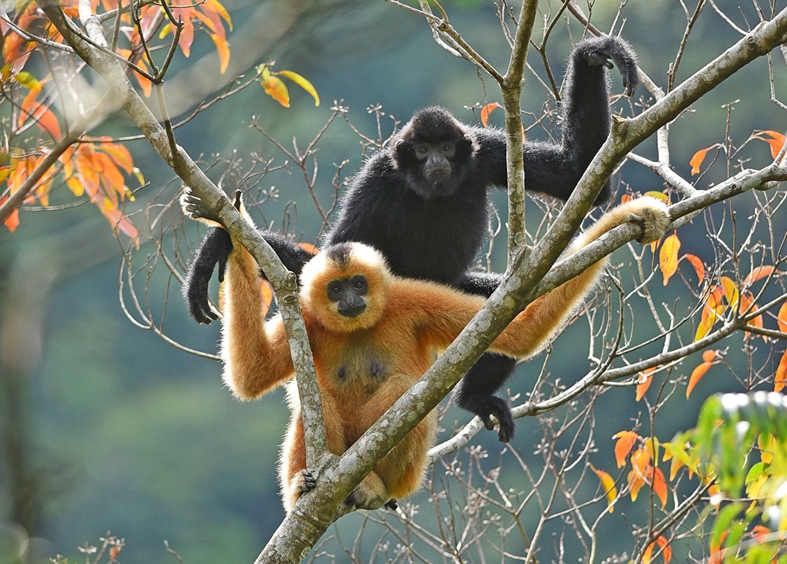 Two Hainan gibbons sitting high up in a tree