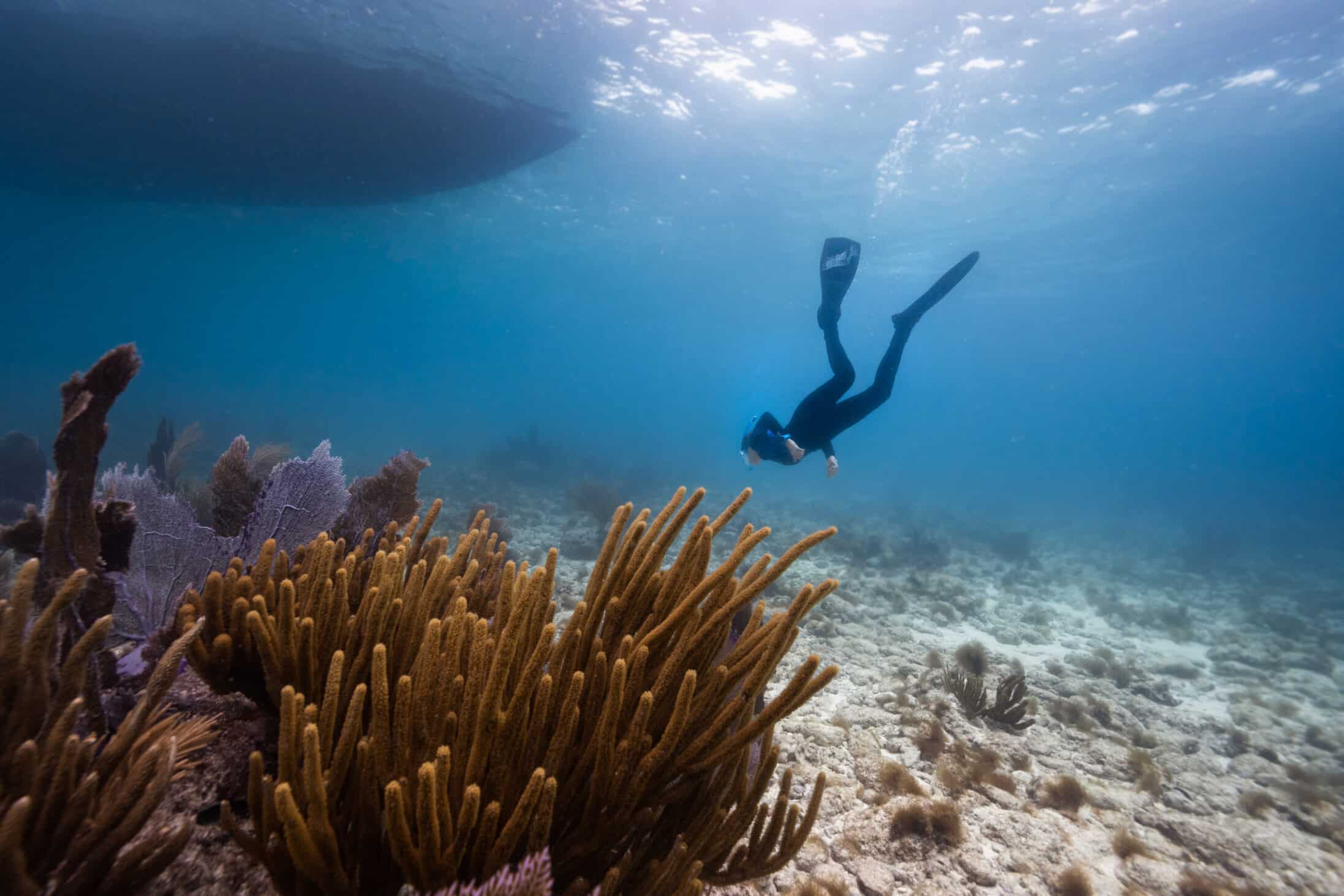 Freediver near corals and algae