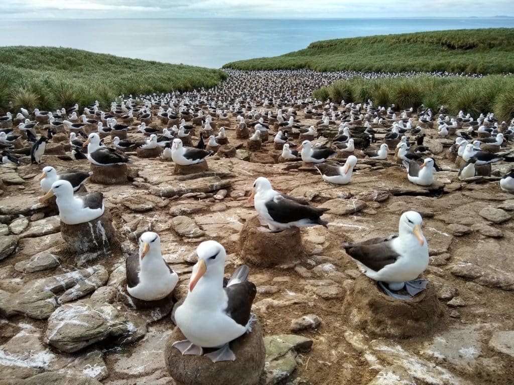 Fantastic Falkland Islands - Conservation Optimism