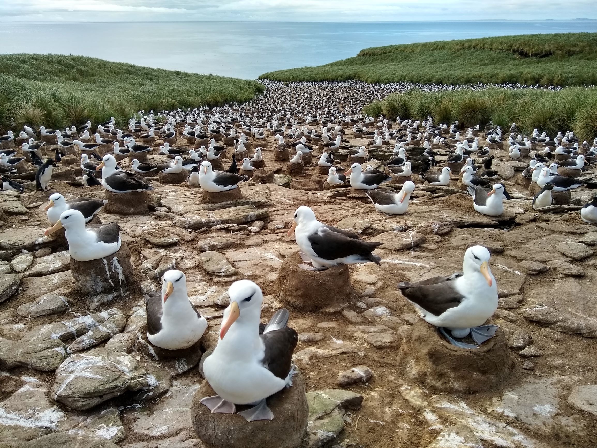 An albatross colony