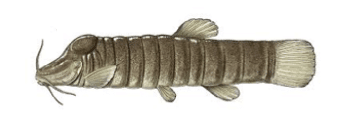 An illustration of a strange fish with a long, segmented body and bulbous eyes.