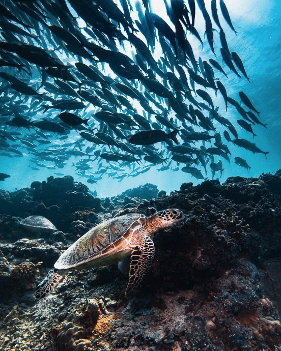 A turtle rests on a coral reef while a school of fish swim above it
