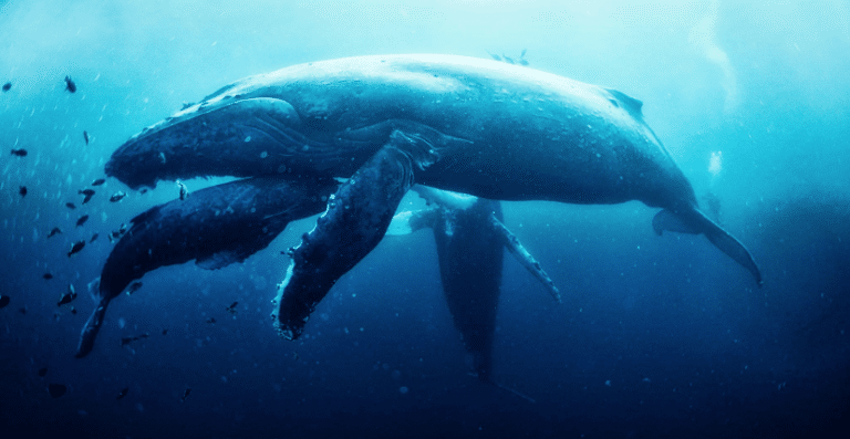 A mother and baby whale