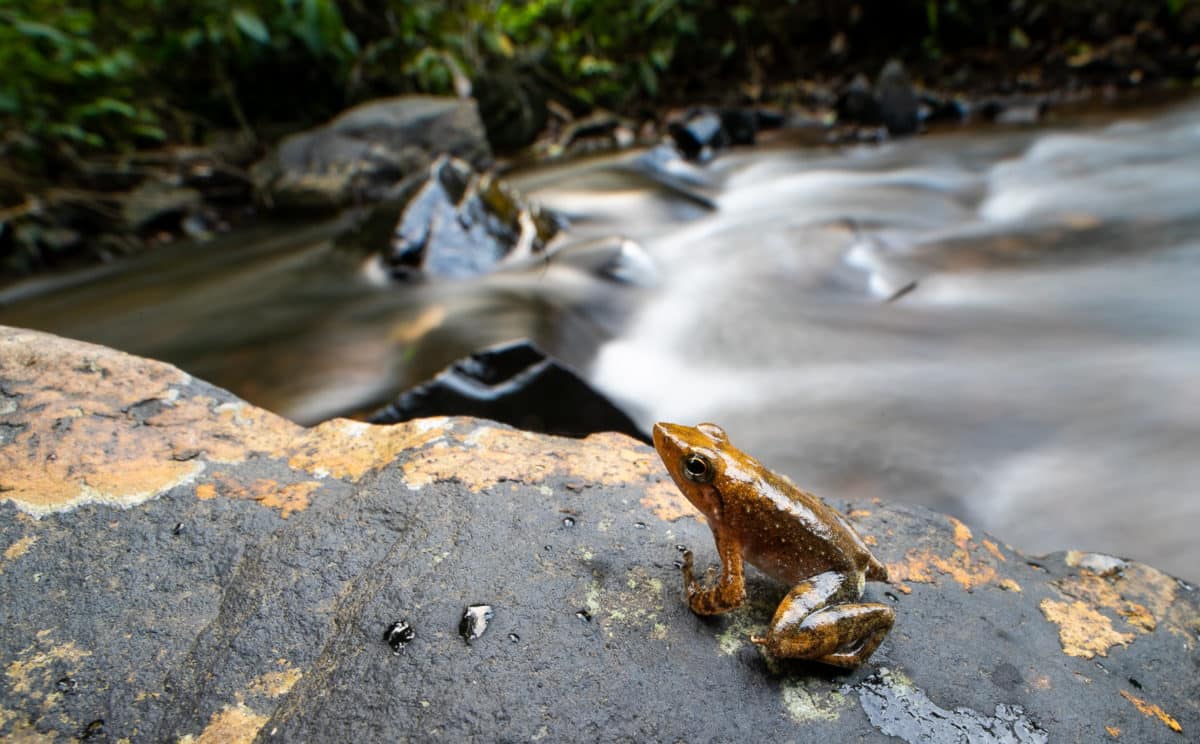 Life in Western ghats: Tourism and survival of its endemic species ...