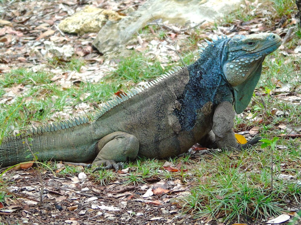 Bringing Back The Blues: Conserving Grand Cayman’s Most Iconic Reptile ...