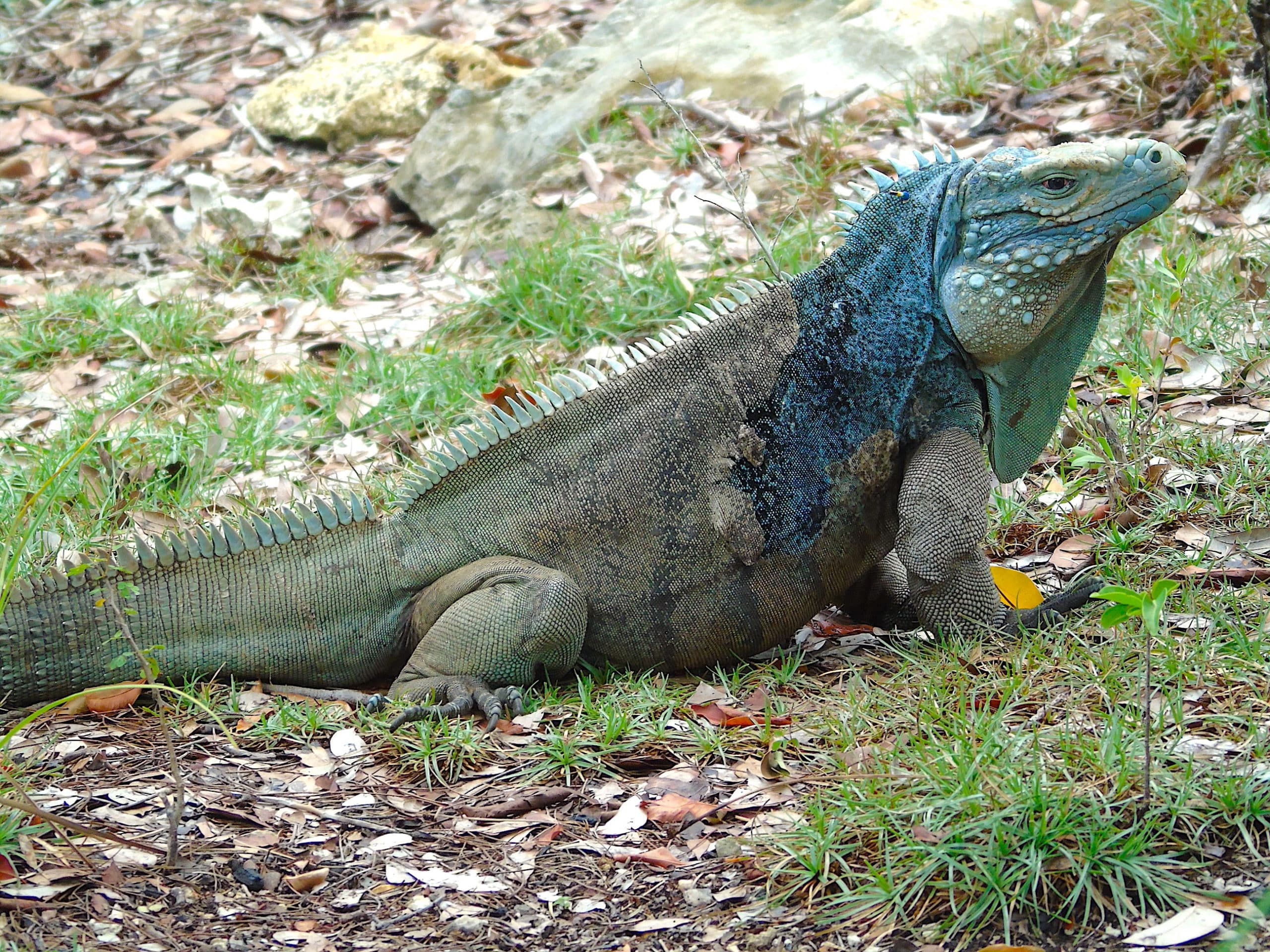 Grand Cayman is home to an extremely striking and charismatic lizard, the blue iguana (Cyclura lewisi)