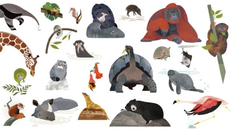 A collection of illustrated animals included in the upcoming book '100 Endangered Species' by Rachel Hudson