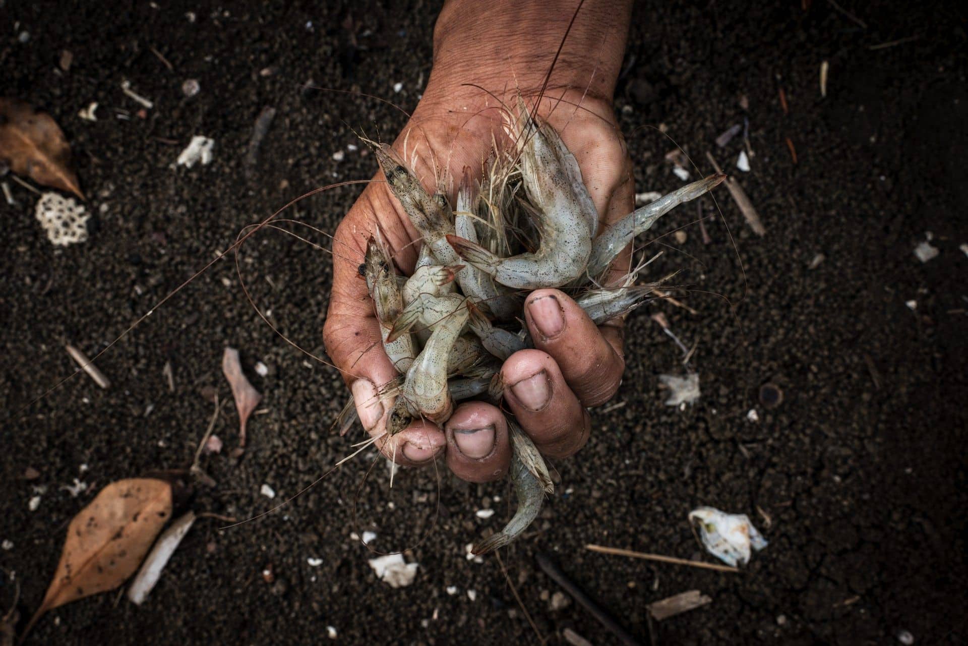 A fistful of shrimp in Indonesia