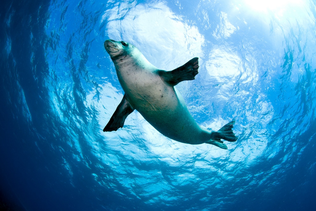 A Hawaiian Monk Seal swimming, silhouetted against the sky