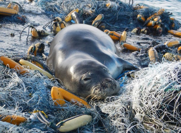 A Hawaiian Monk Seal sleeps on a pile of fishing gear. Photo Credit: NOAA.