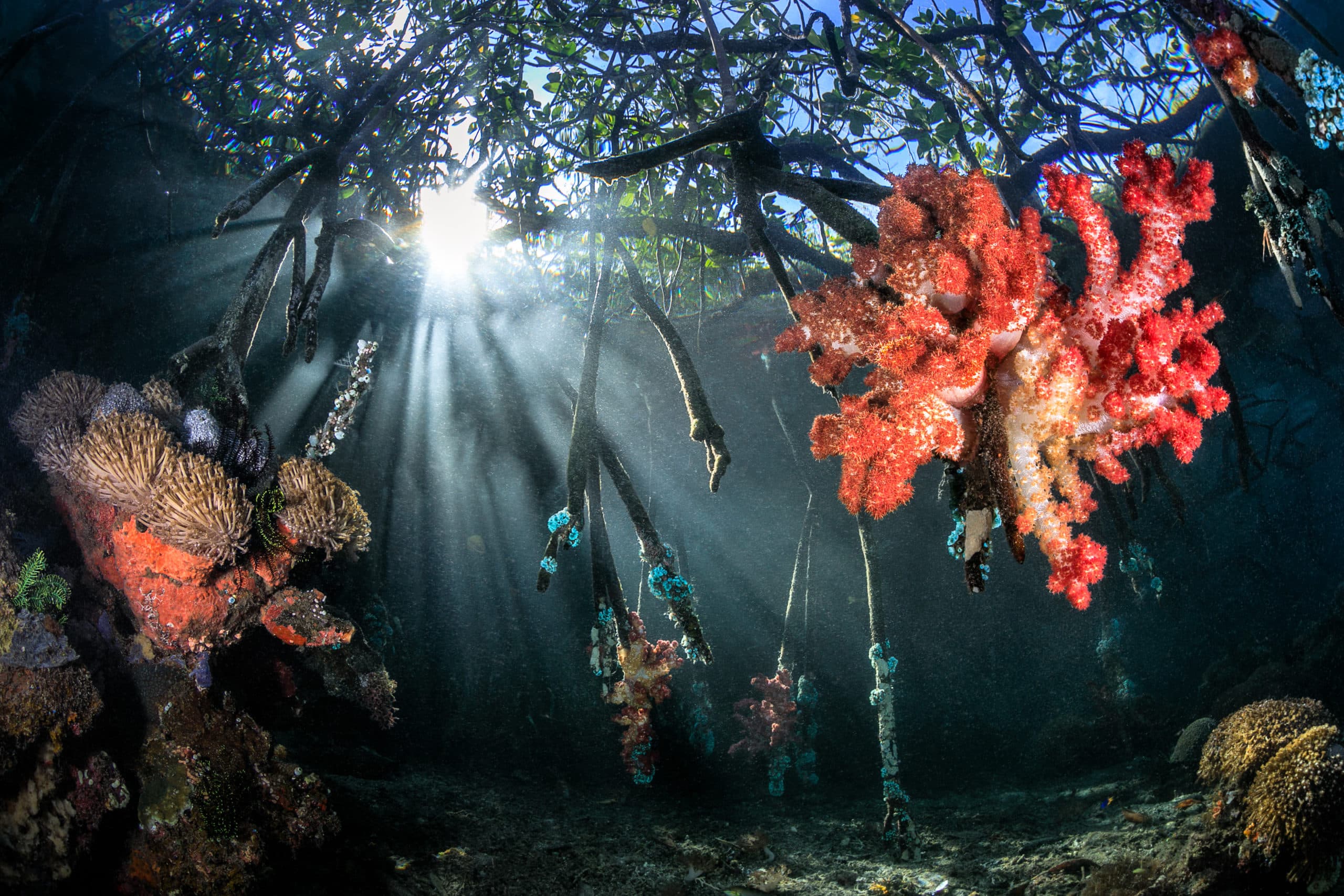 Stunning soft coral in mangrove forest in Raja Ampat, Indonesia