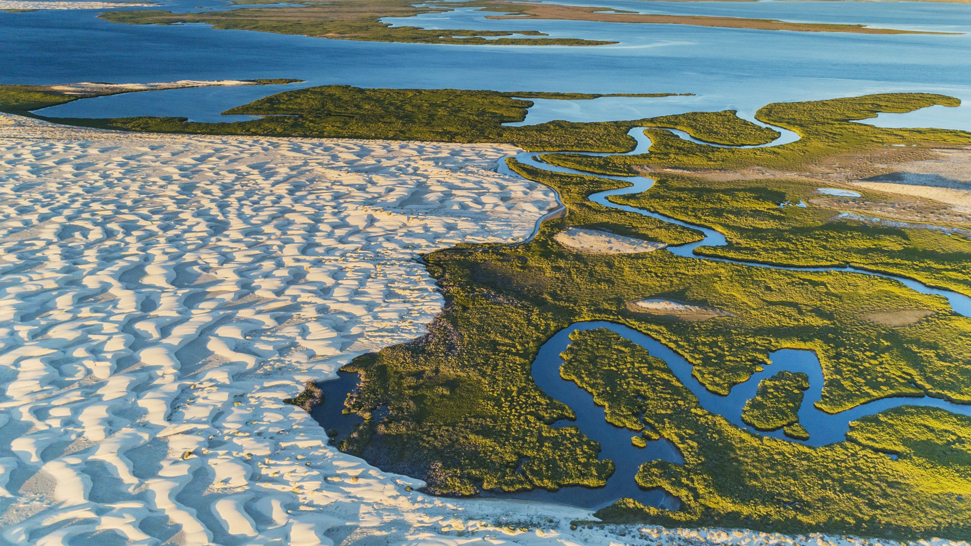 Mangroves and Sand Dunes in the Gulf of California