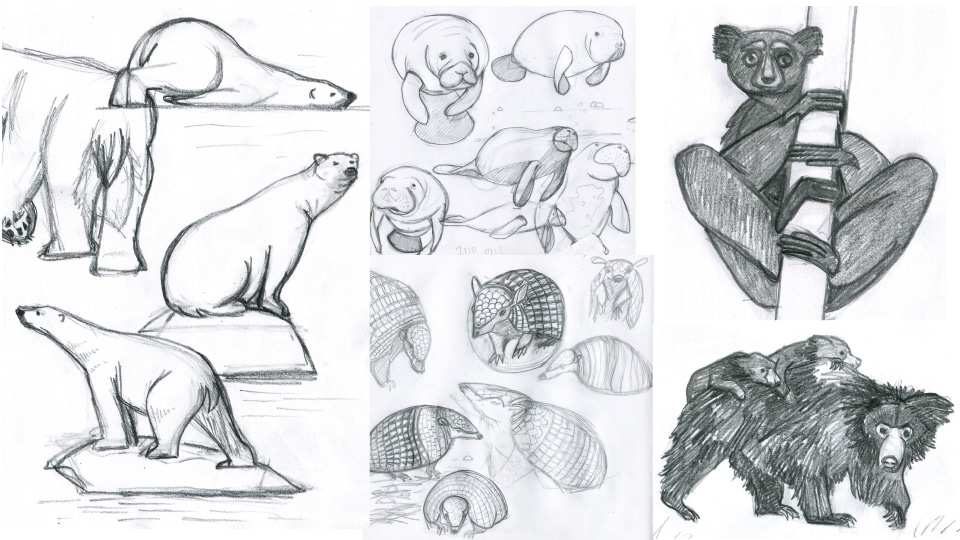 A collection of observational animal pencil sketches, by Rachel Hudson