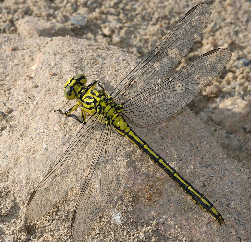 The new IUCN #GreenStatusofSpecies helps show how conservation efforts have helped species, like the River Clubtail, recover from threats