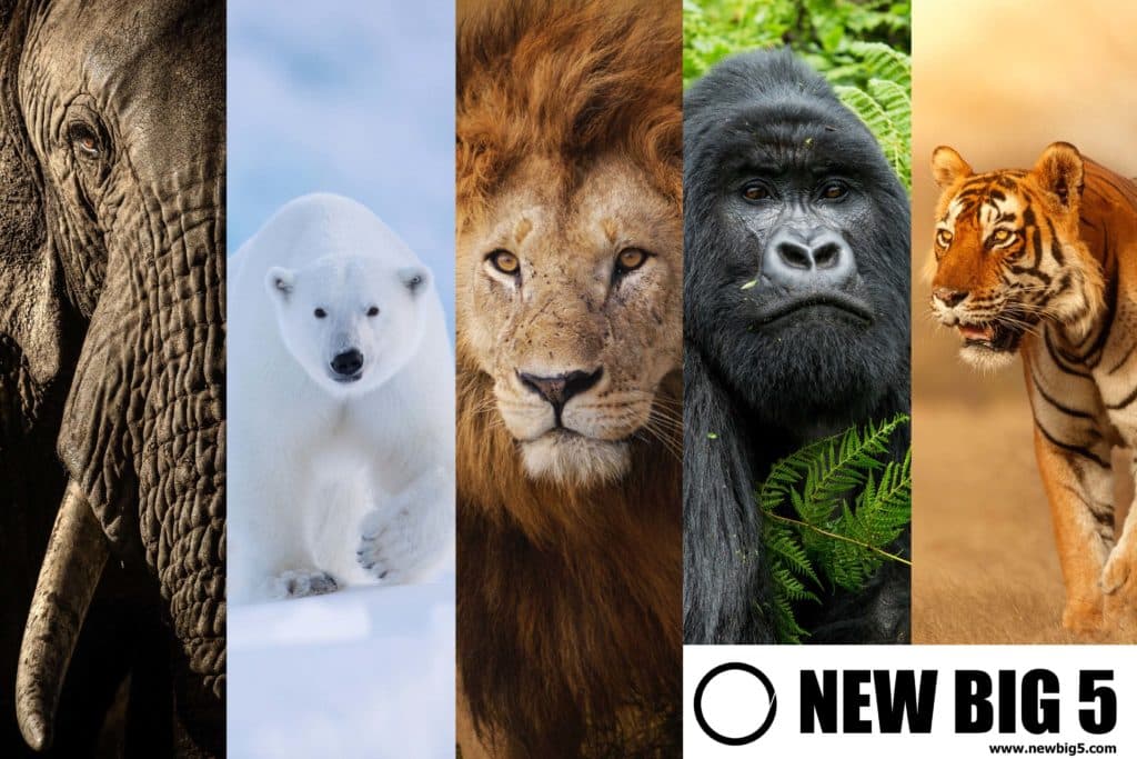 The new Big 5 species are the elephant, polar bear, lion, gorilla, and tiger 