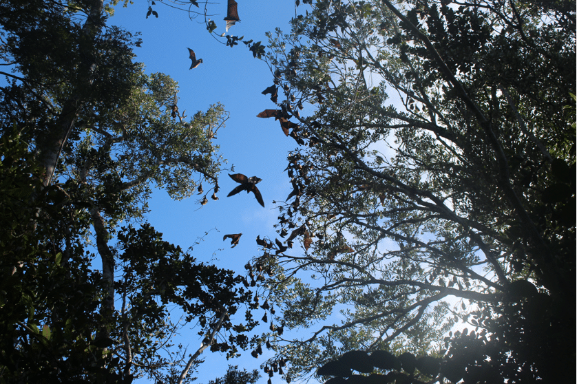 Large bats flying between trees overhead, silhouetted against a daytime sky.