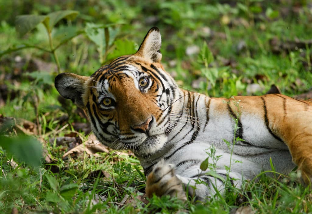 A tiger lying in the grass