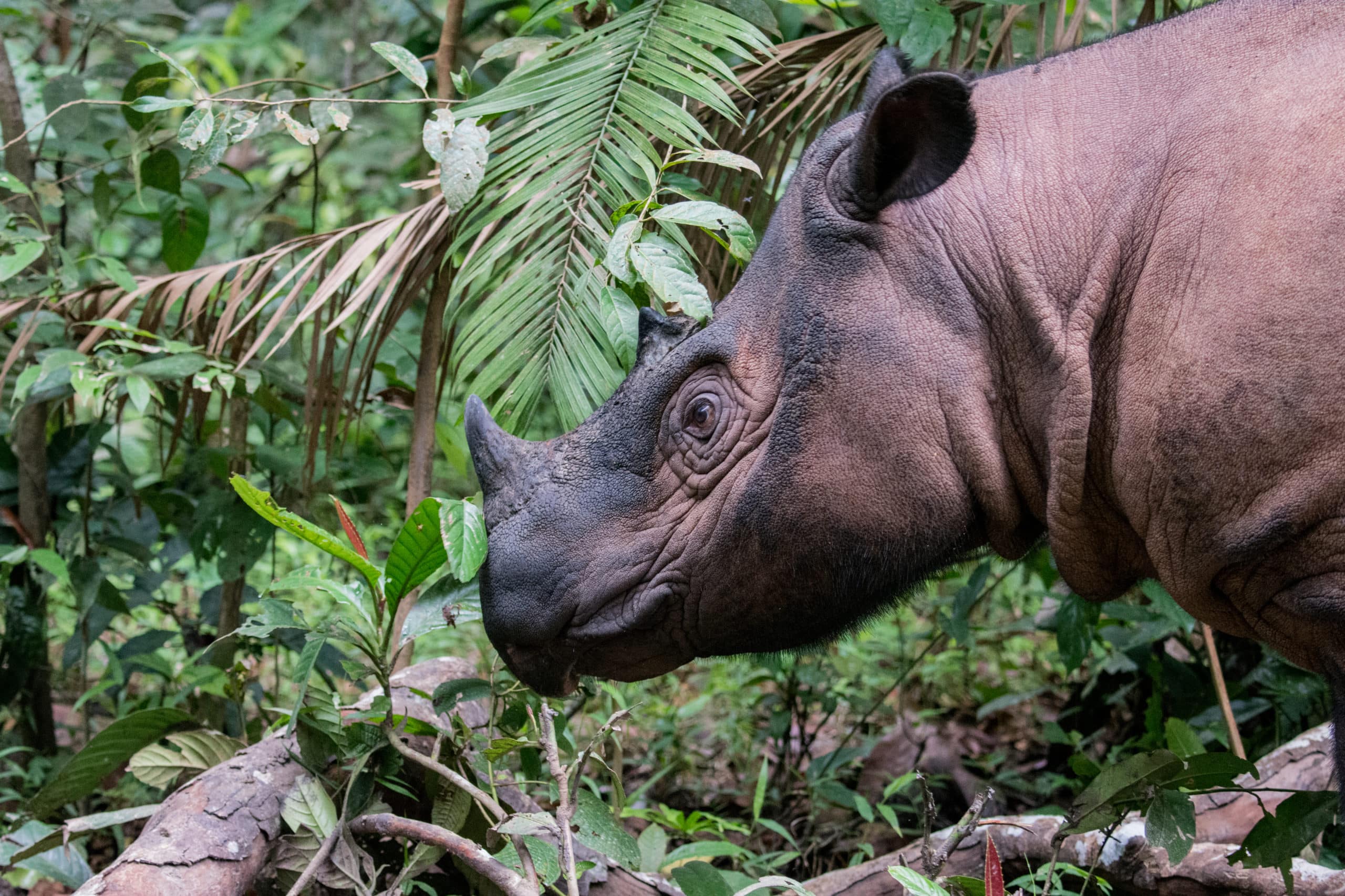 Sumatran Rhino. The new method will help tell a more complete story about the efforts to conserve and save species.