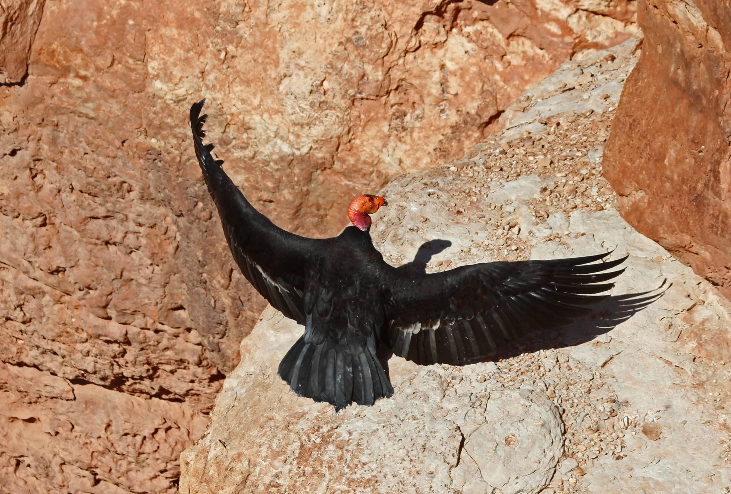 The California Condor is one of the species that was tested with the new metrics.
