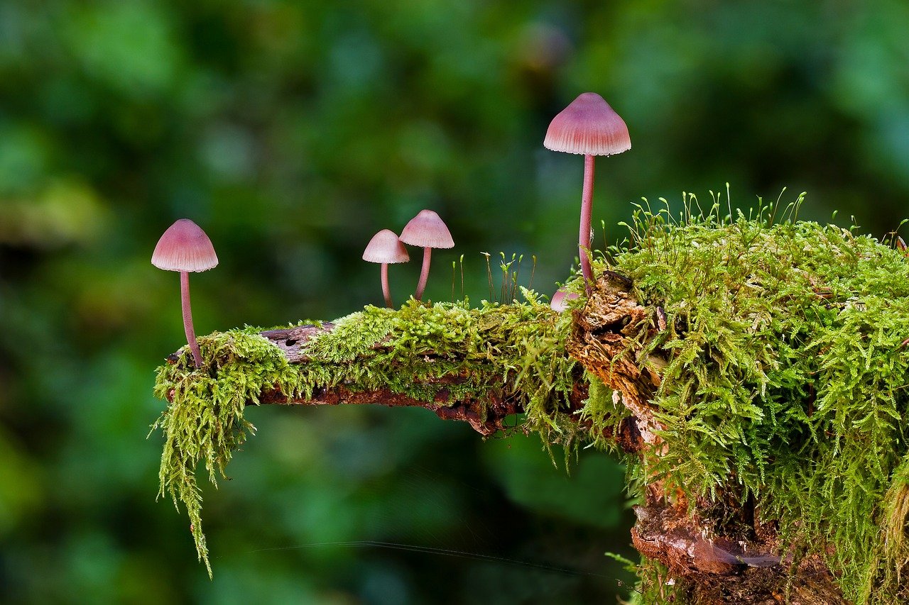 4 mushrooms are growing on a branch covered in moss.