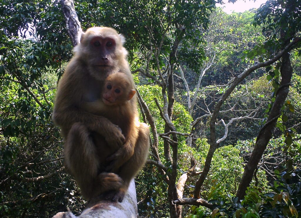 A macaque perches on a branch and holds a young baby close.