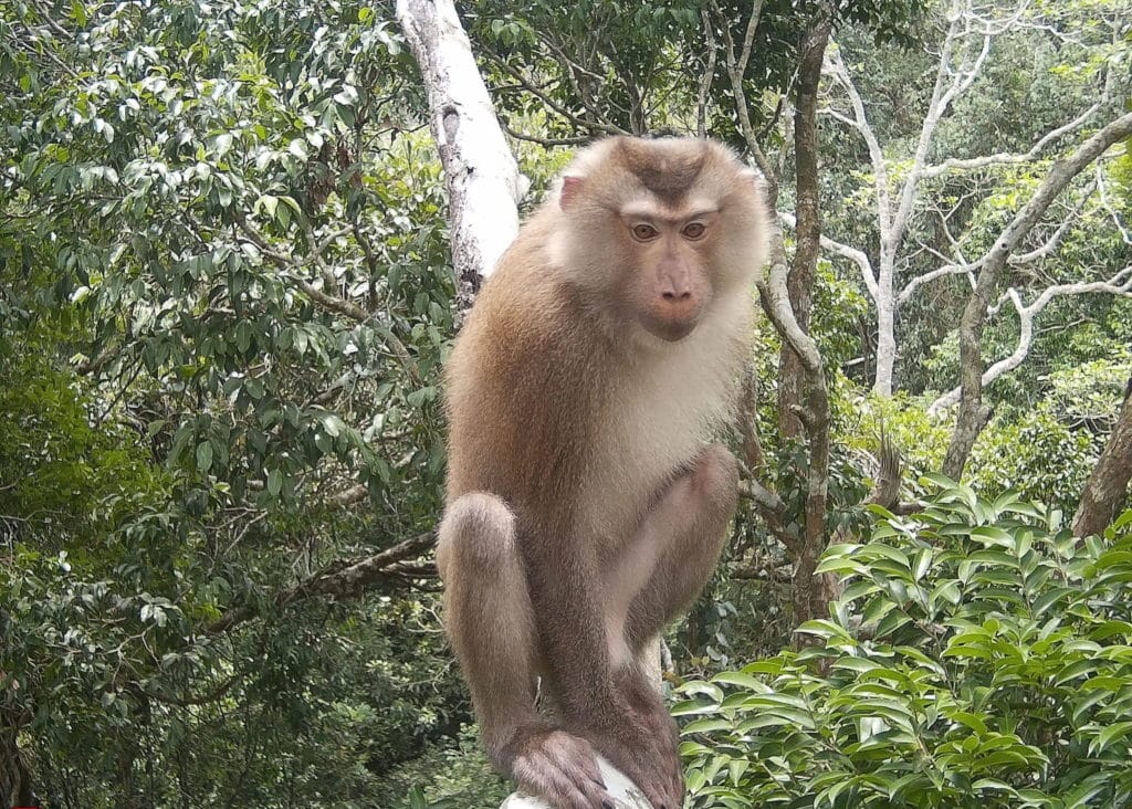 A pig-tailed macaque sits on a branch close to the camera and seems to look directly into the lens. The primate has fluffy sideburns framing a bare face.