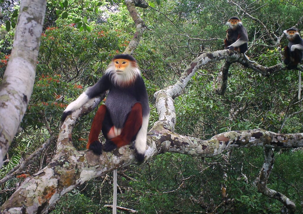 Three adult monkeys perch in the treetops, looking out over the forest. One is much closer than the other two, which hang near the back of the frame. The one in the middle has a baby peeking out from behind.