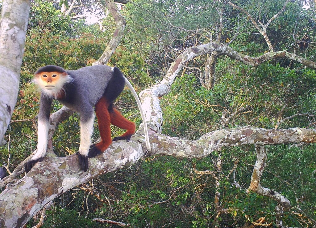 A Red-shanked douc stares curiously into the camera. The colorful primate has a furry beard and is climbing along a twisted tree branch high above the ground.