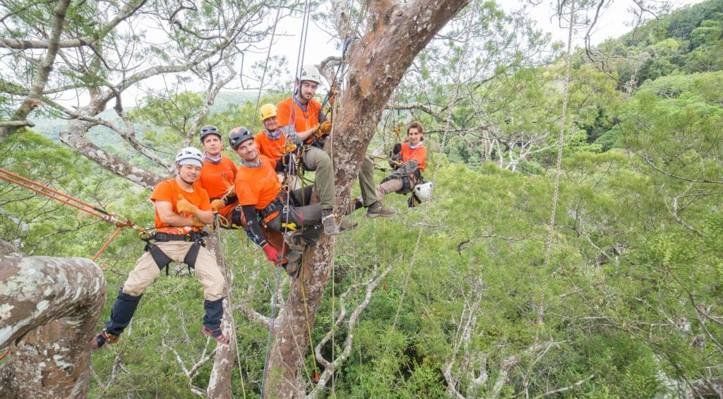Six people in climbing gear hang suspended from a tall tropical tree.