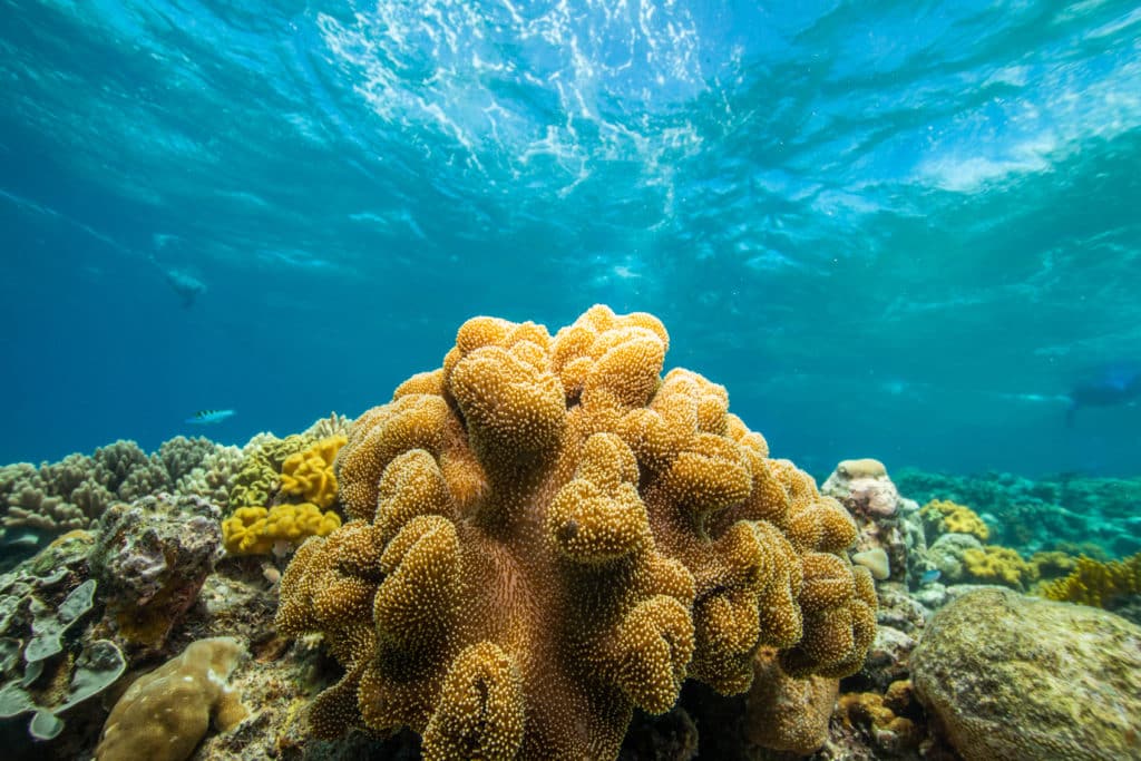 Embracing empathy to protect the Great Barrier Reef - Conservation Optimism