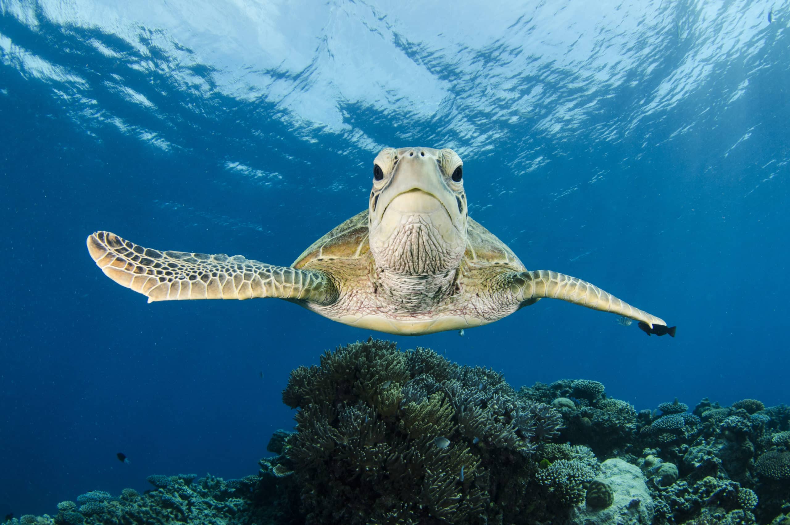 Green Sea Turtle swims along the Great Barrier Reef looking for food.