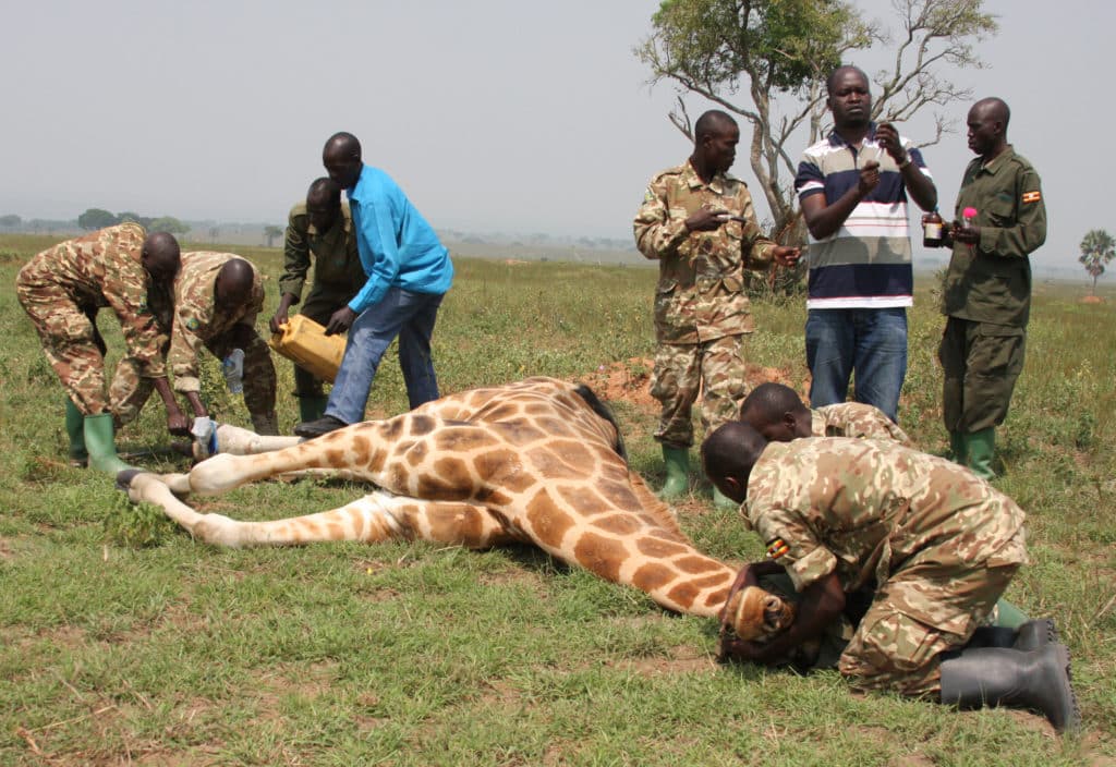Nubian giraffe having wire snare removed from foot in Murchison Falls NP, Uganda © GCF (Michael Brown)