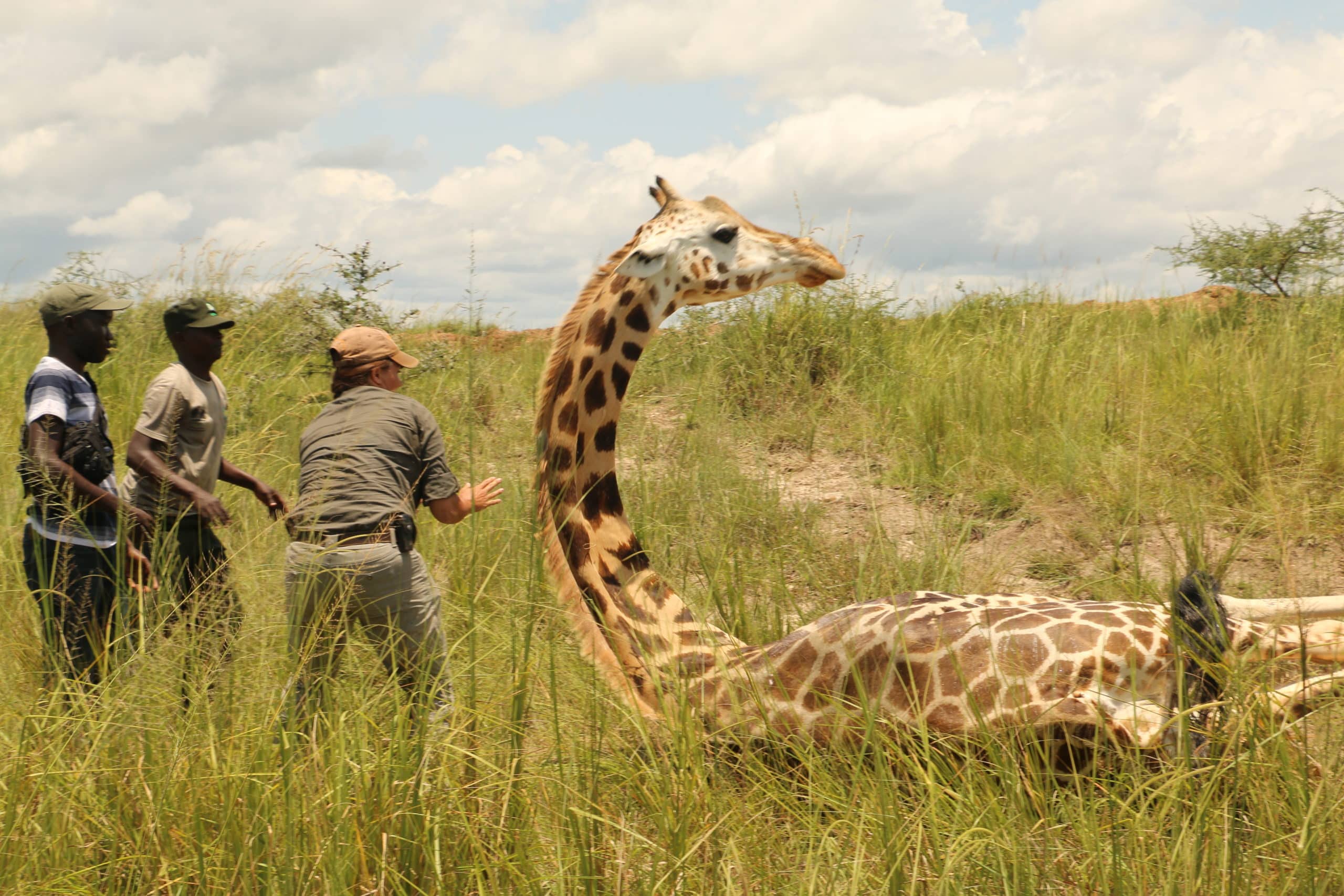 GCF team Uganda - giraffe getting up in Murchison Falls NP © GCF (Sara Ferguson)