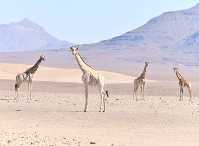 A herd of giraffes in the arid Namibian landscape (Image credits: Giraffe Conservation Foundation).