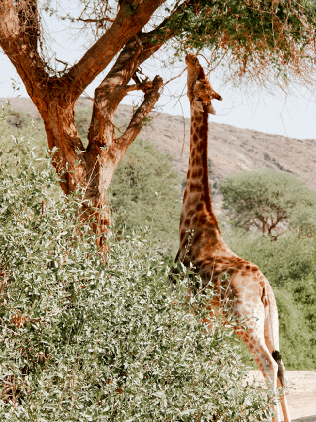 A giraffe stretches its long neck to nibble tender leaves near the top of the trees (Image credits: Giraffe Conservation Foundation).