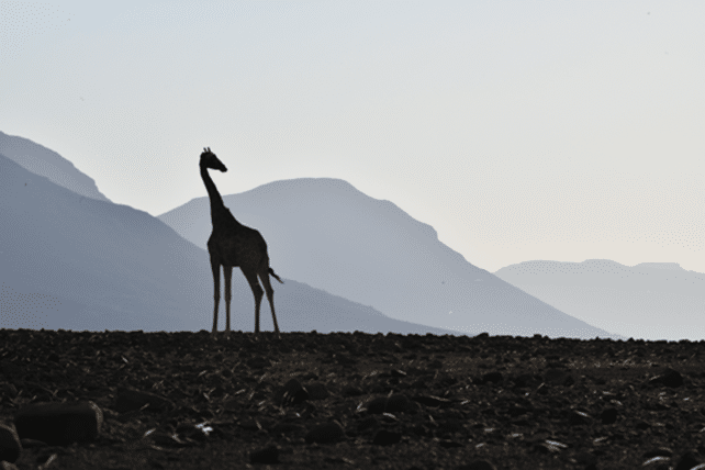 A giraffe against the stark landscape (Image credits: Giraffe Conservation Foundation).