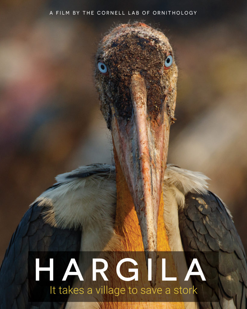A movie poster with a hargila bird looking into the camera. The text reads "A Film by the Cornell Lab of Ornithology. Hargila: It takes a village to save a stork."