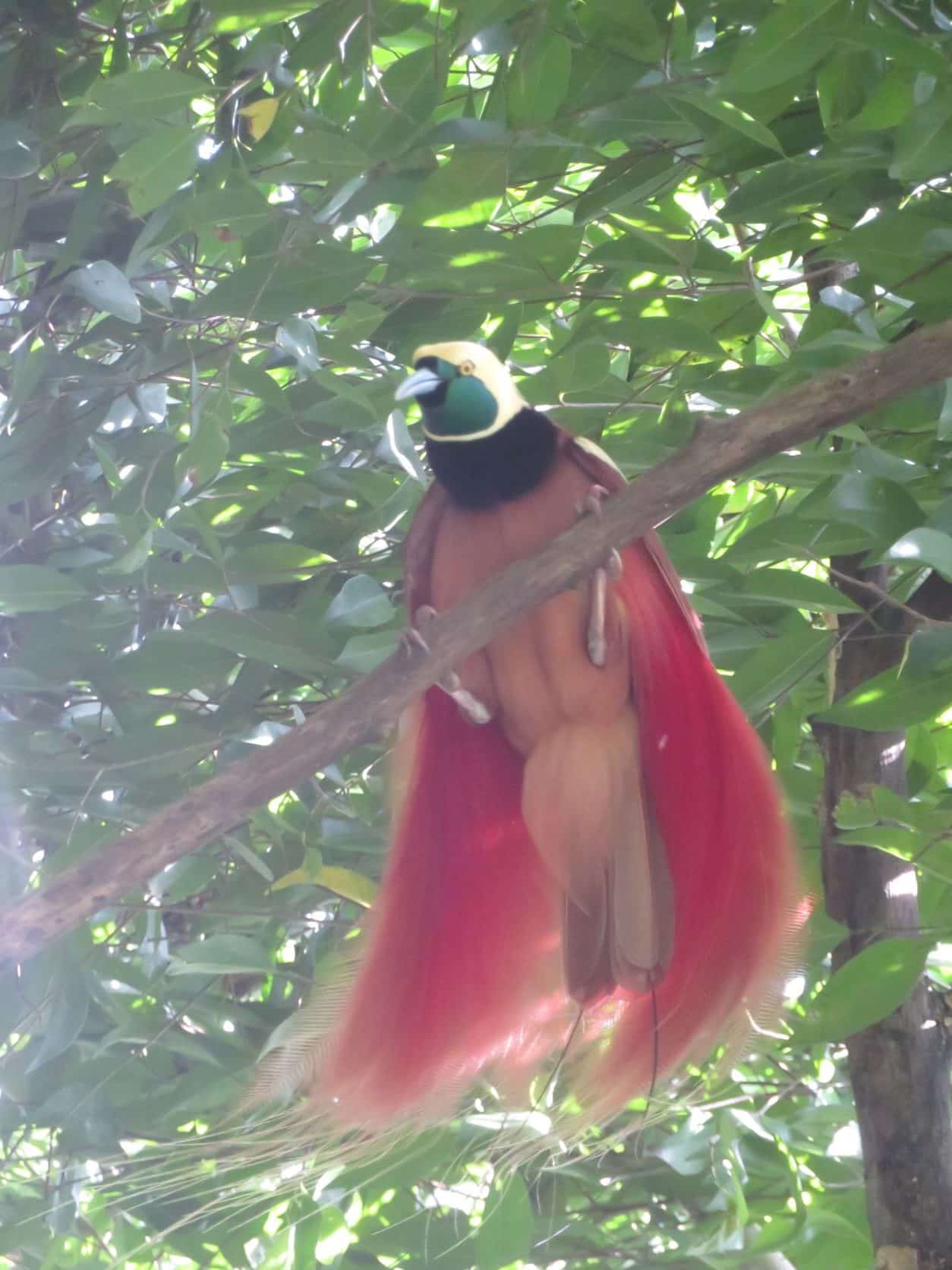 The Raggiana Bird of Paradise of Papua New Guinea