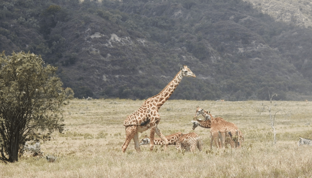 The Joys and Challenges of Studying Giraffes - Conservation Optimism