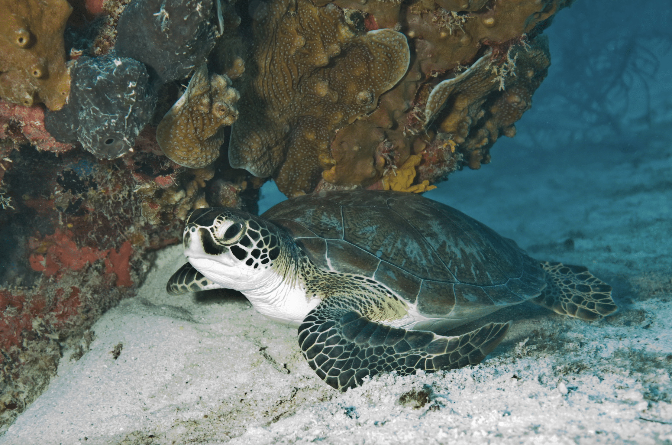 A Green Sea Turtle rests next to some coral in Biscayne Bay National Park.