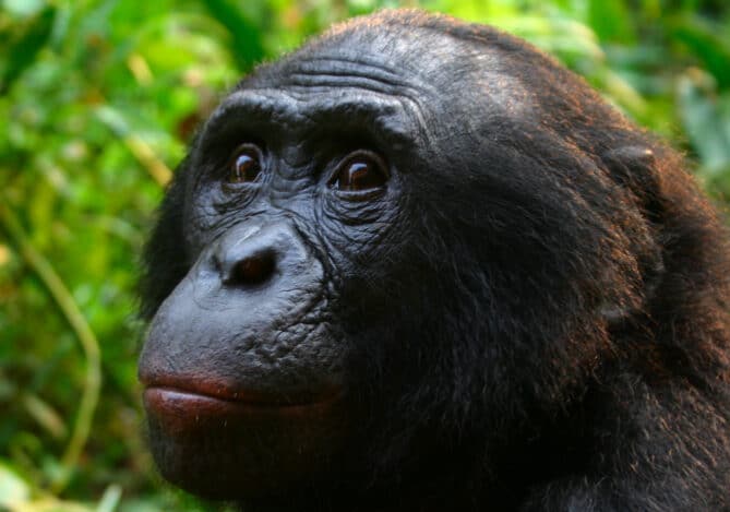 A male bonobo at the Lola ya Bonobo sanctuary