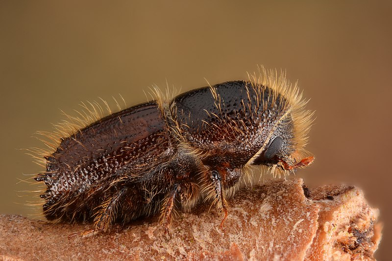 The European spruce bark beetle