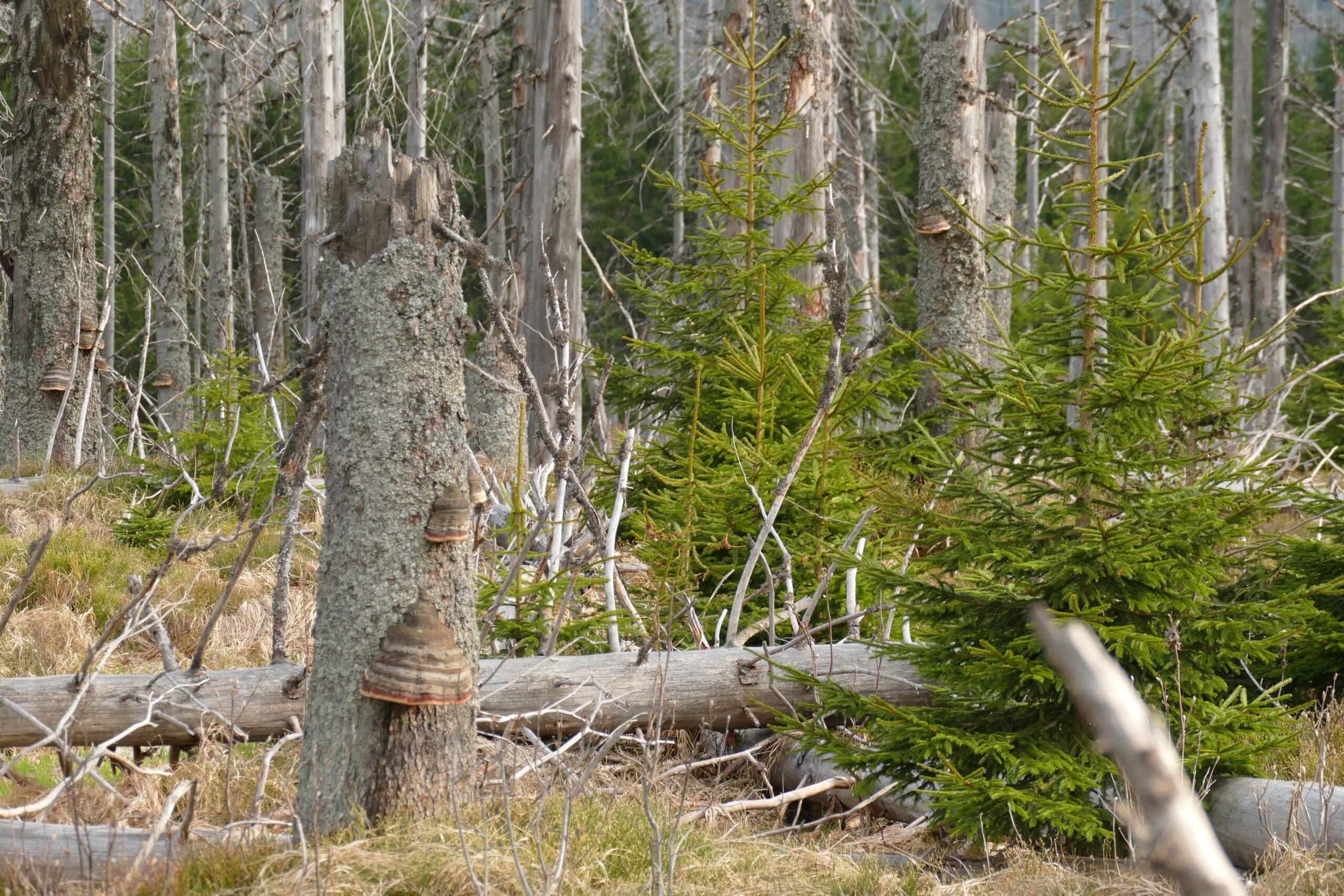 The dead spruce trees are very important sources of nutrients for many species living in the forest